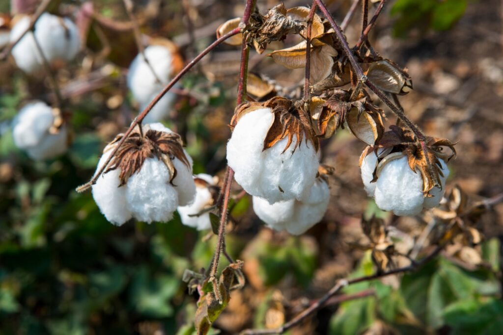 Champ de coton blanc avec du coton mûr prêt à être récolté, Inde